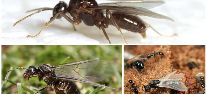 Літаючі мурахи, таблиця літа мурах