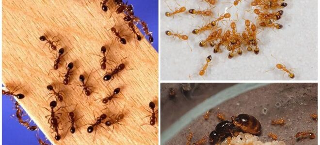 Як назавжди позбутися від рудих мурах в квартирі