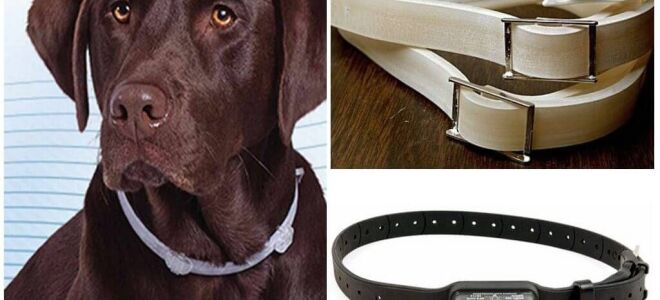 Нашийники для собак від бліх та кліщів