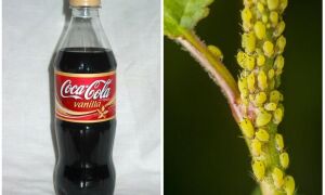 Кока-Кола проти попелиці