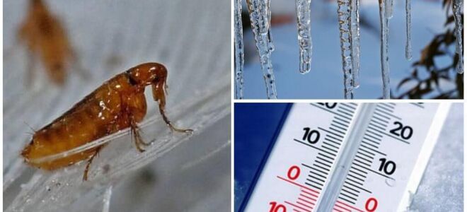 При якій температурі гинуть блохи і їх яйця