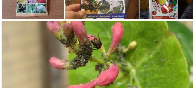 Чим обробити тлю на жимолості