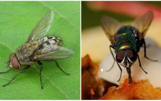 Скільки живуть мухи, життєвий цикл мух