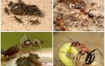 Життя мурашок в природі