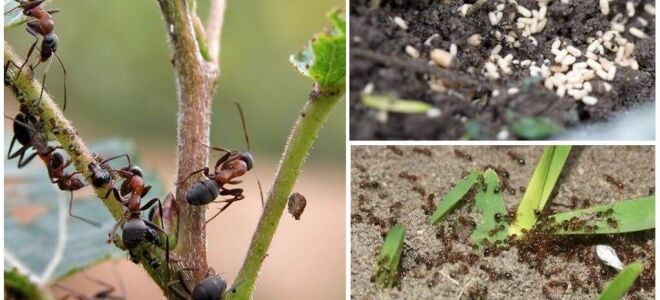 Як боротися з мурахами в саду і городі народними засобами