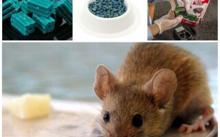 Отрута для мишей в домашніх умовах