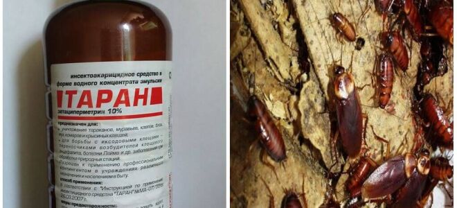 Таран від тарганів – відгуки та інструкція із застосування