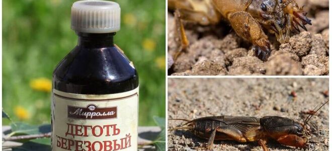 Березовий дьоготь від капустянки в городі і саду
