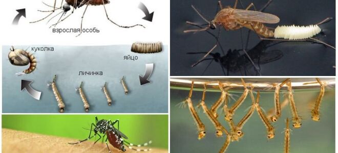 Скільки живуть звичайні комарі і як вони розмножуються