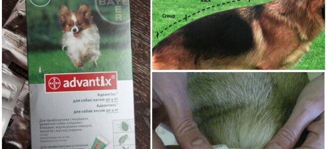 Краплі Адвантікс для собак – інструкція із застосування, відгуки