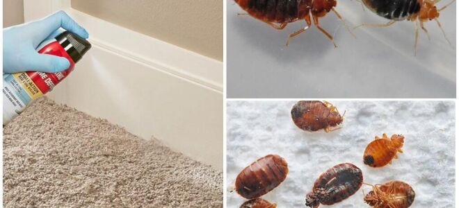 Скільки живуть клопи після дезінфекції