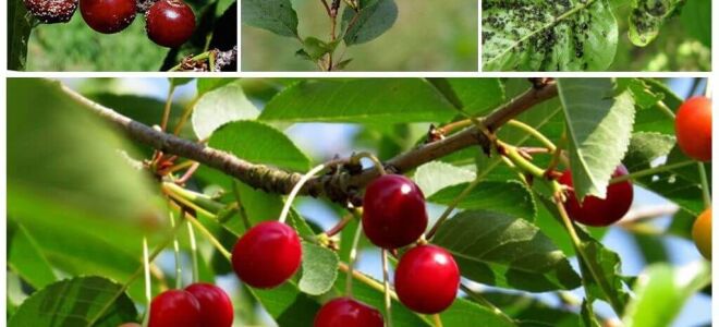 Як боротися з попелицею на вишні та черешні, ніж обробити тлю