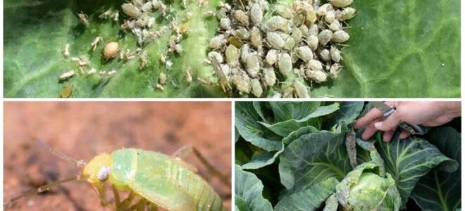 Як боротися з попелицею на капусті народними засобами