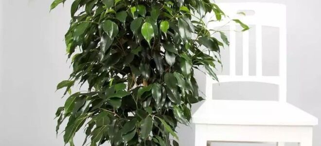 Фікус каучуконосний: догляд в домашніх умовах, фото, розмноження (живці), обрізка, хвороби (обпадають, жовтіють листя, плями), лікування, полив