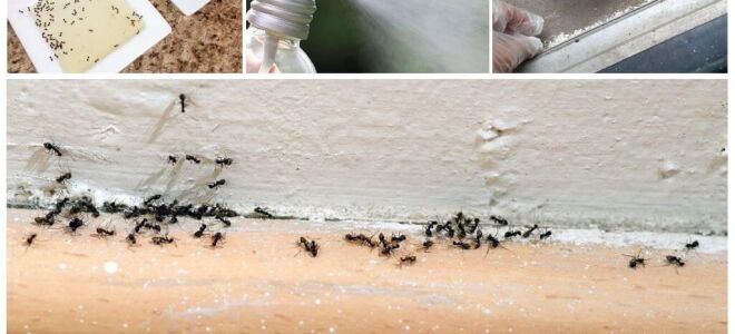 Чим труїти мурах в будинку або квартирі