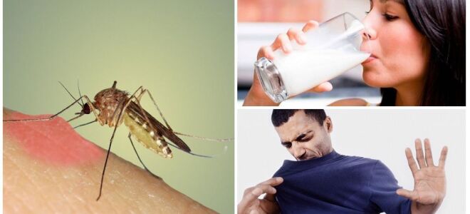 На що летять комарі і як вони знаходять людини