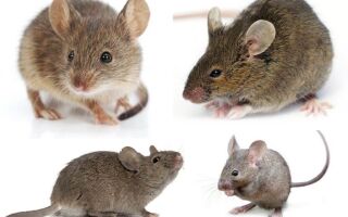 Види і різновиди мишей їх опис і фото