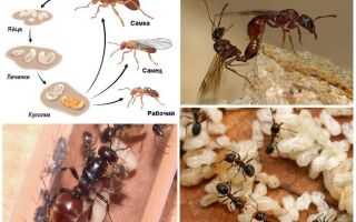 Скільки живуть мурахи