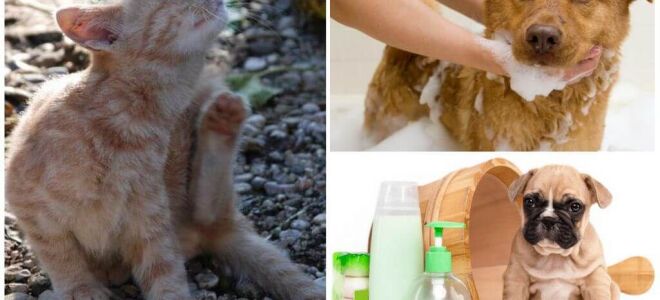 Шампуні від бліх для котів і собак