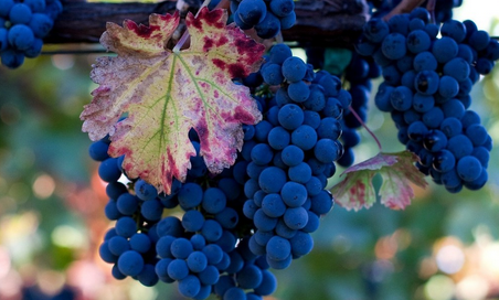 Підготовка Винограду до обробки для вина