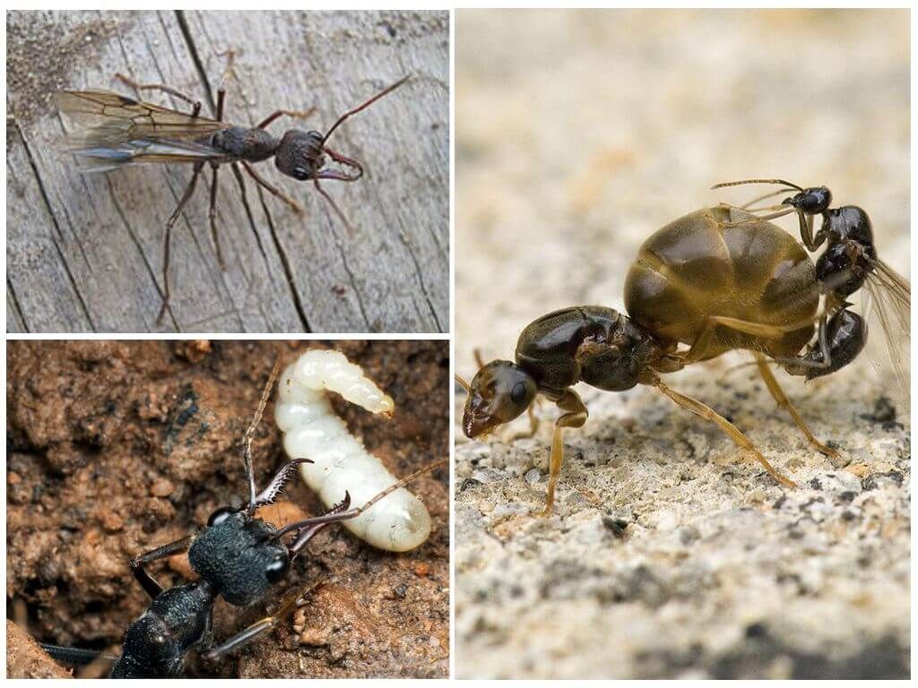 Навколишнє середовище мурах-бульдогів
