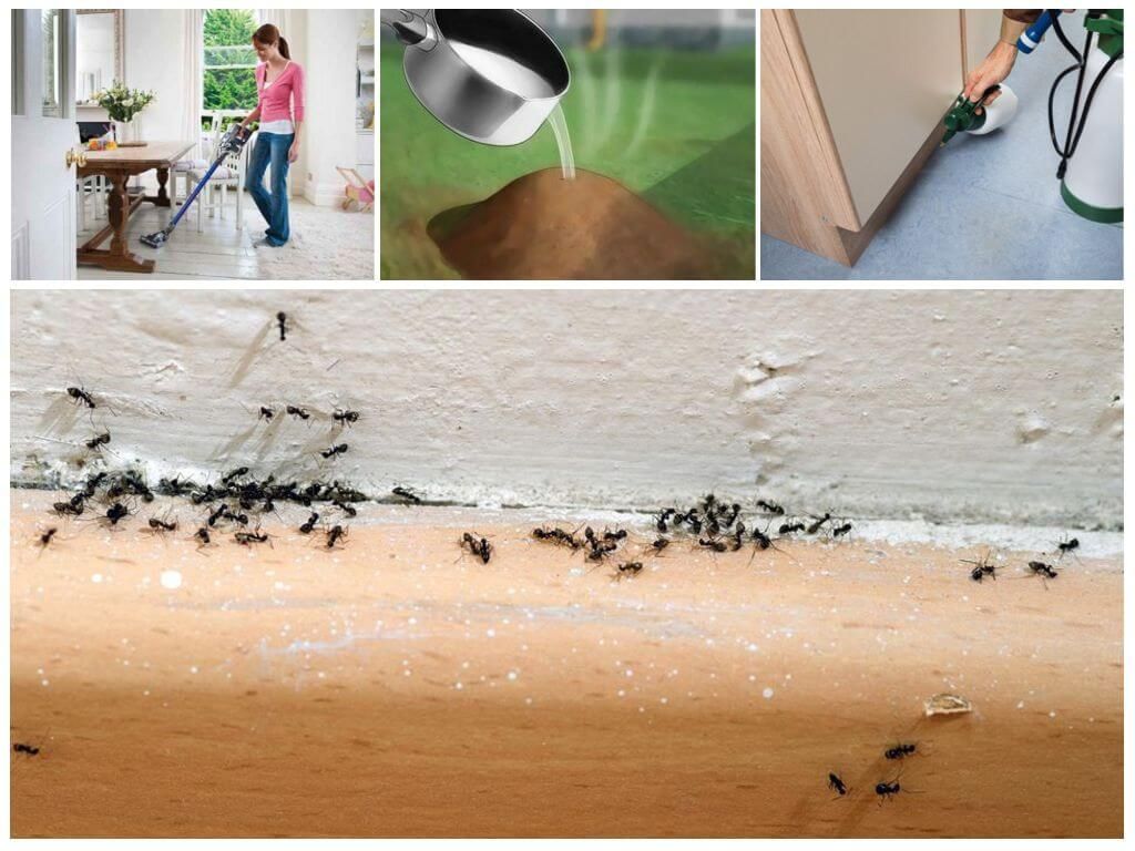Способи боротьби з мурахами