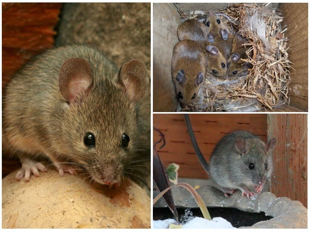 Навколишнє середовище мишей