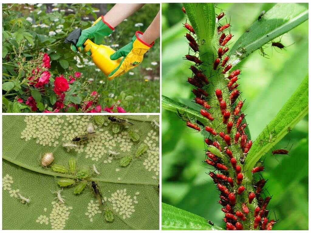 Обробка рослин від комах
