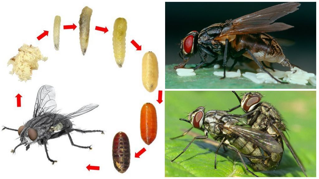 Цикл розмноження мухи жигалки
