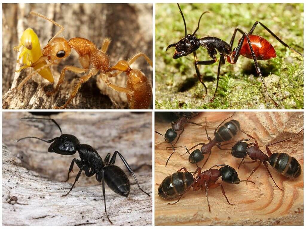 Найбільші мурахи в світі