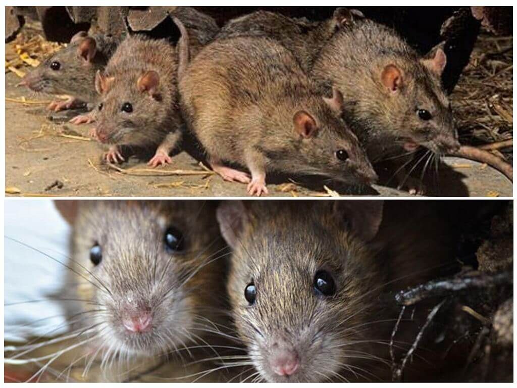Миші і щурі