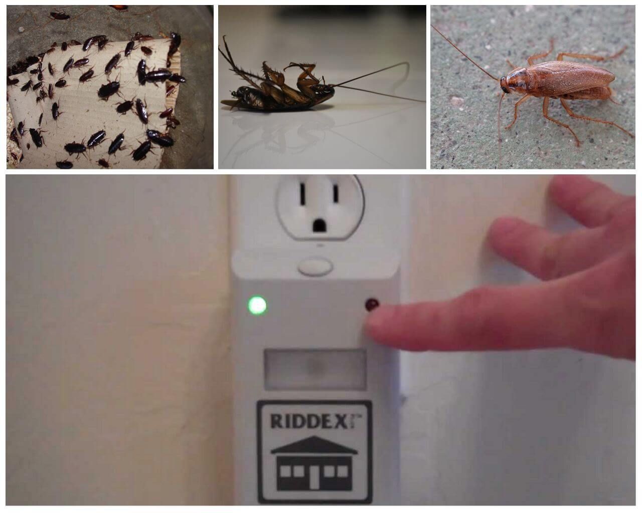 Против тараканов в квартире. Средство от тараканов в розетку. Приборы против тараканов в квартире. Тараканы в розетке. Пугающее таракана.