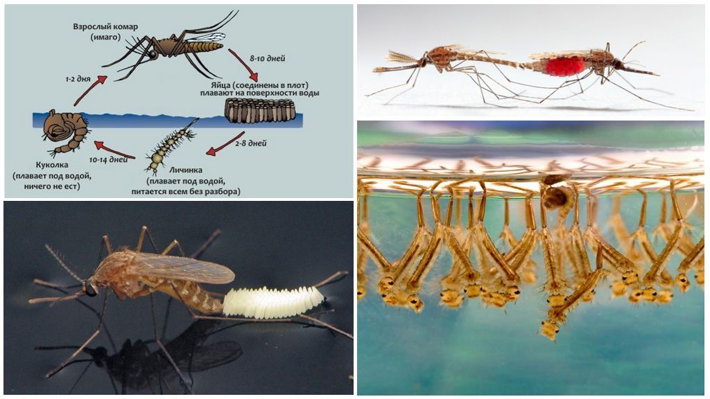 Життєвий цикл комара