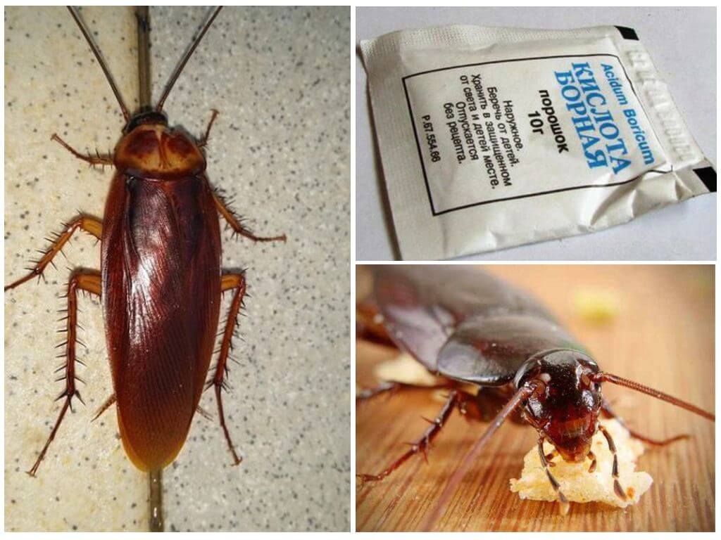Как избавиться от тараканов навсегда дома