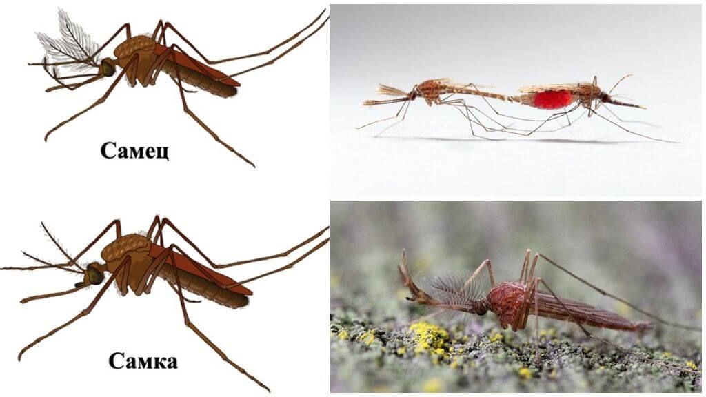 Самка і самець комара