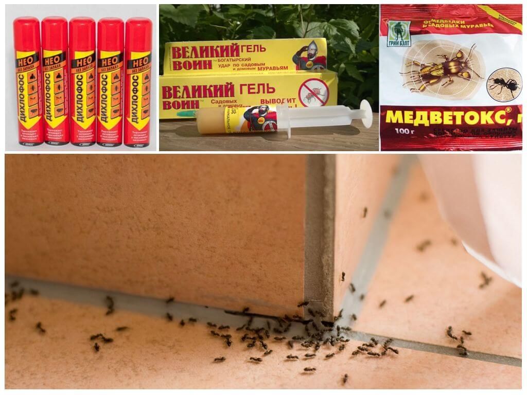 Популярні препарати від садових мурашок в будинку