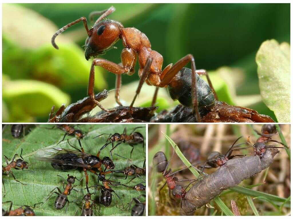 Лісові руді мурашки