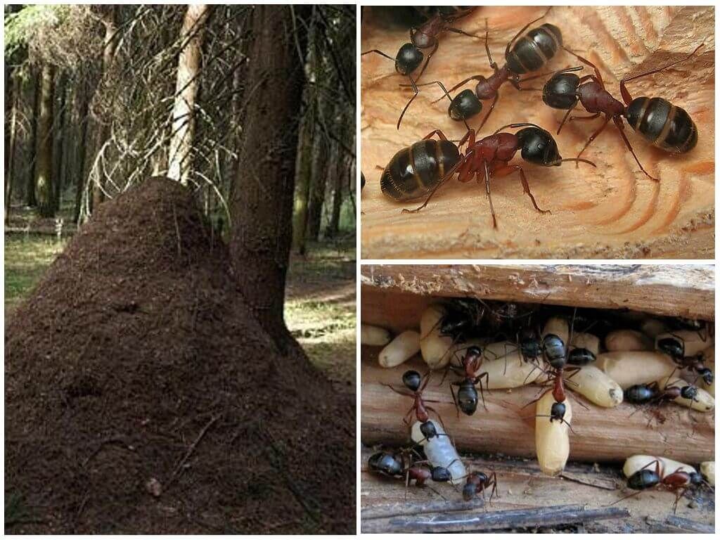 Мурашник рудих мурах