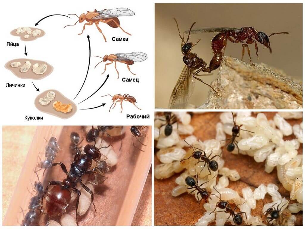 Життя і розмноження мурах