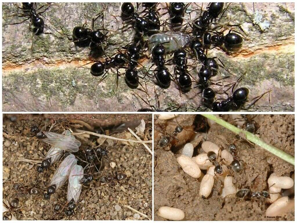 Великі чорні мурахи в саду