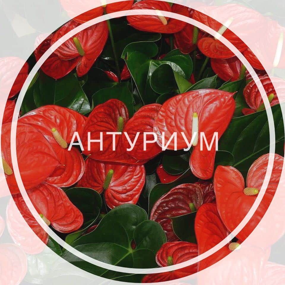 Що робити, якщо на листках антуриума з' /></p><h2>опис</h2><p>Родина антуриума – тропіки та субтропіки Америки, північ Мексики, Парагвай і Аргентина. Переважна більшість видів – прямостоячі трави, які ростуть в тропічних лісах. З еволюцією ці рослини перетворилися в повзучі рослини – епіфіти і ліани з повітряними корінням. Антуріум вирощують і вдома. Він популярний за рахунок своїх покривал, які за формою нагадують великий пелюстка, щільно прилягає до суцвіття. Суцвіття формують качани у вигляді товстих хвостів.</p><div class='code-block code-block-1' style='margin: 8px auto; text-align: center; display: block; clear: both;'> <script async src=