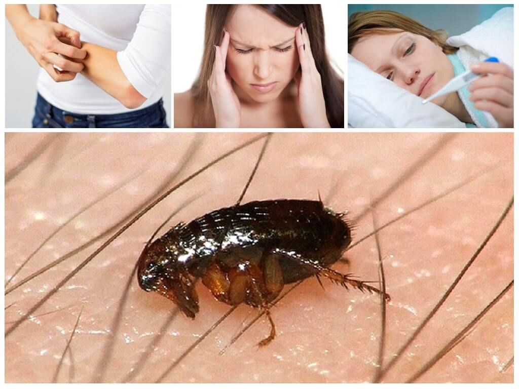 Наслідки укусів комах