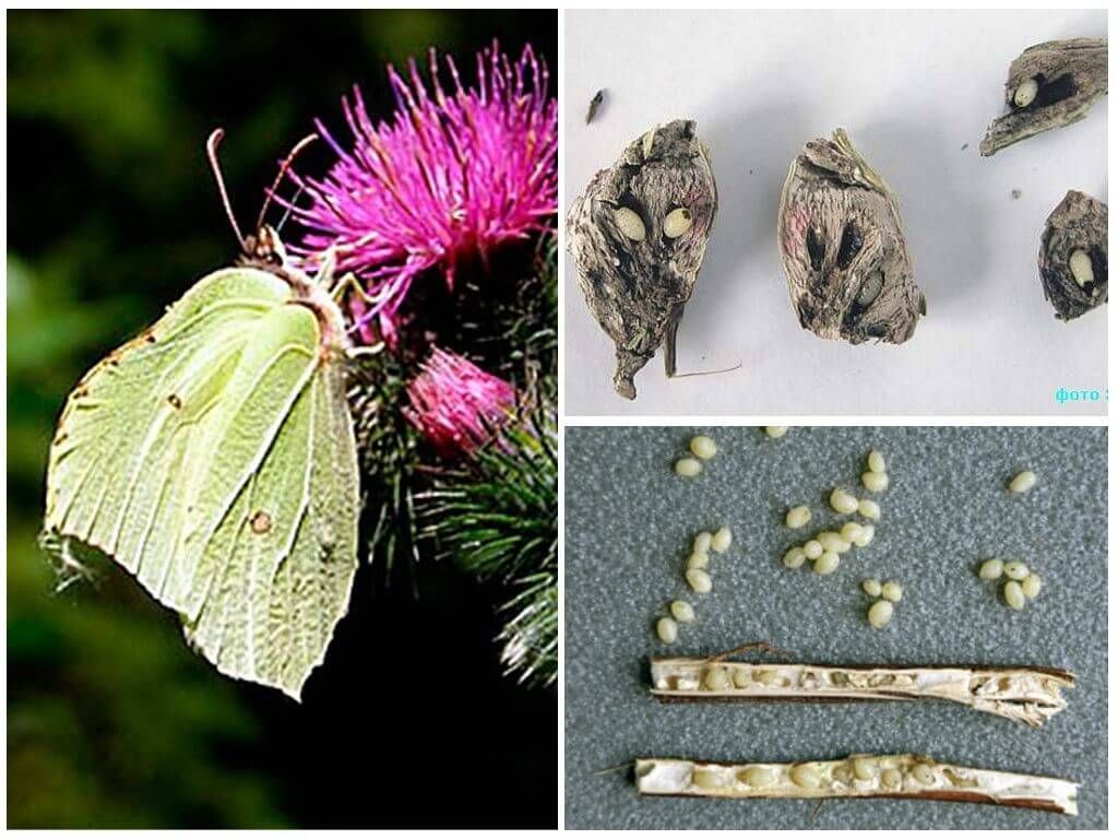 Моль воскова і її личинки