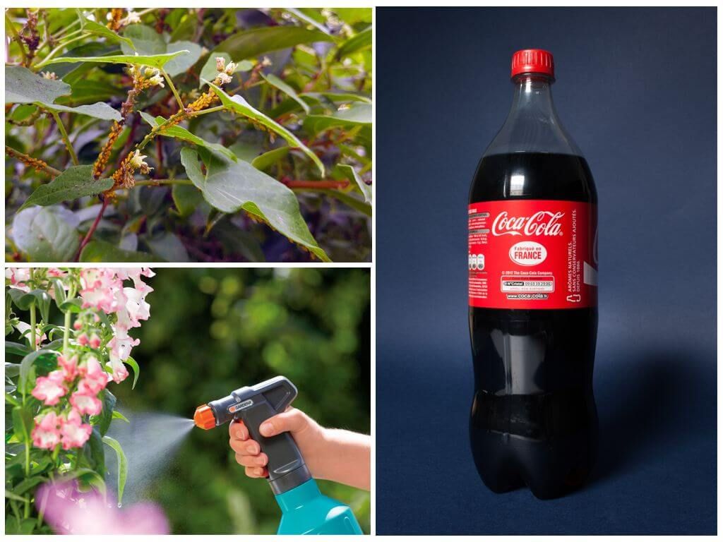 Обробка рослин Кока-Колою