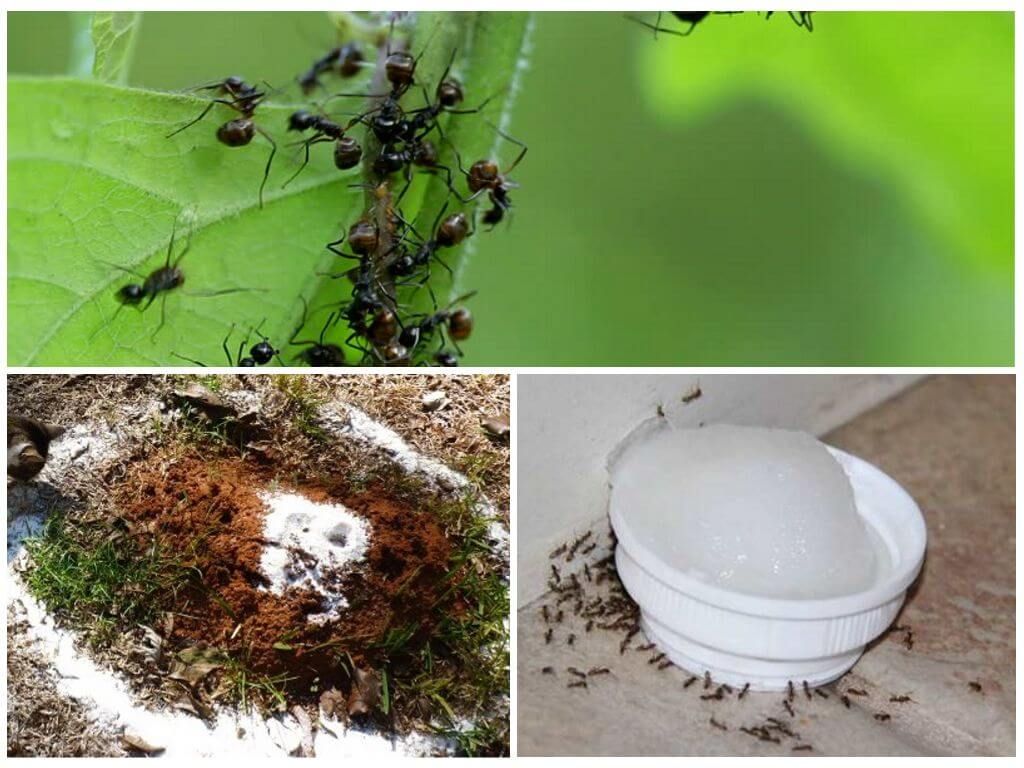Як користуватися манкою для боротьби з мурахами