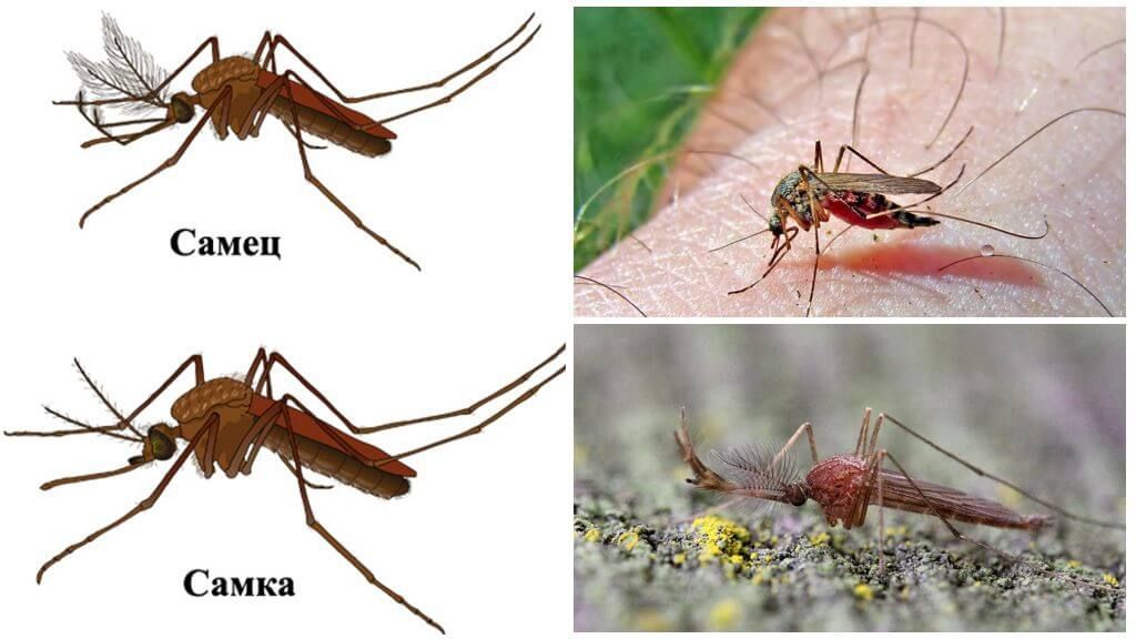 Самка і самець комара