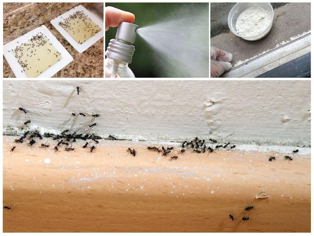 Засоби боротьби з мурахами