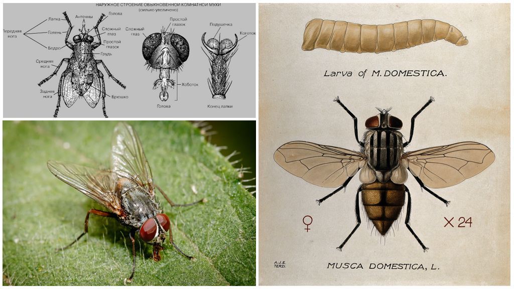 Комнатная муха полное или. Musca domestica личинки. Личинка комнатной мухи. Musca domestica комнатная Муха. Тип личинки комнатной мухи.