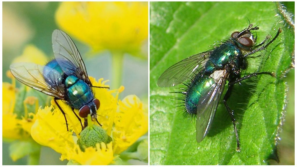 Синя і зелена м' /></p><p>Синя і зелена м’ясна муха</p><div style=