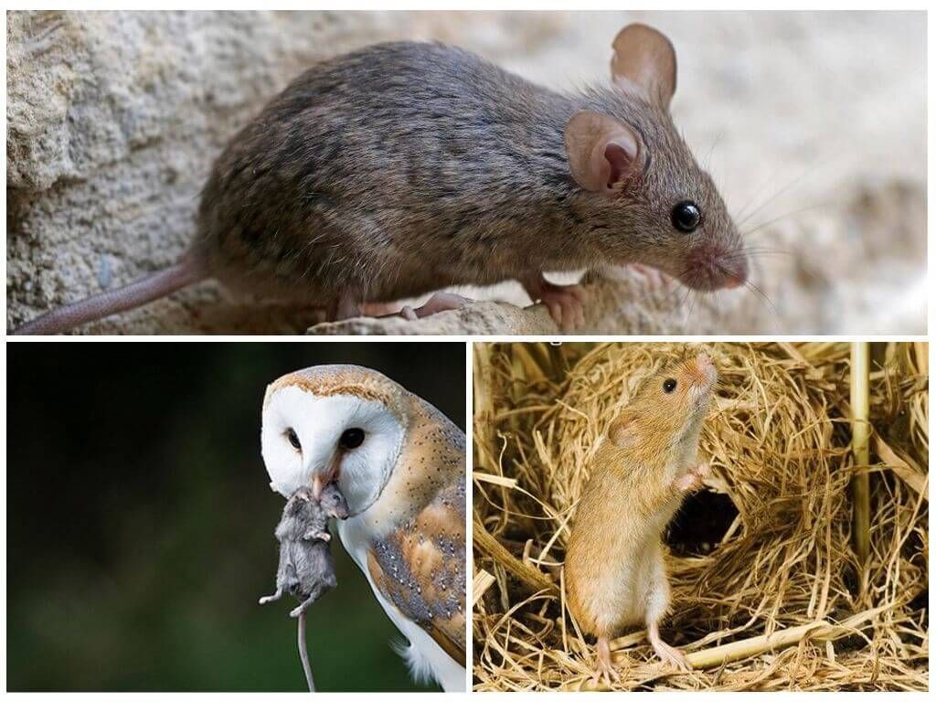 Миша в природі